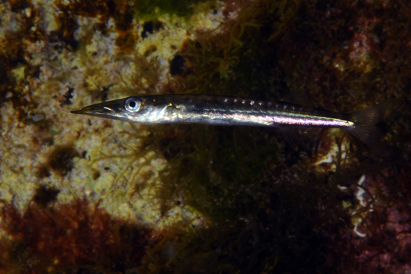 Piccolo Sphyraena sp